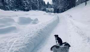 Alquiler Chalet Saanen