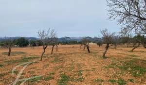 Venta Terreno Consell