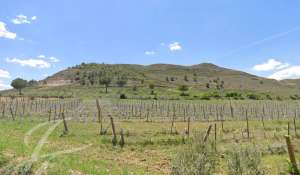 Venta Viñedo Cuenca