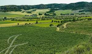 Venta Viñedo Cuenca