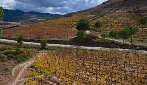 Venta Viñedo Cuenca