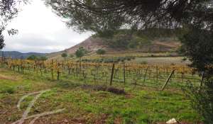 Venta Viñedo Cuenca