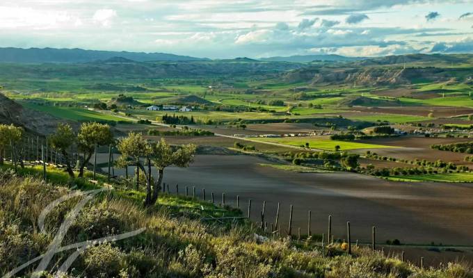 Venta Viñedo Cuenca