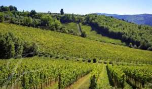 Venta Viñedo Greve in Chianti